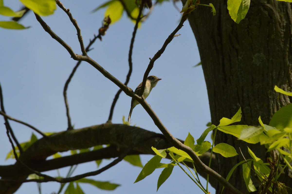 Least Flycatcher - ML580071311