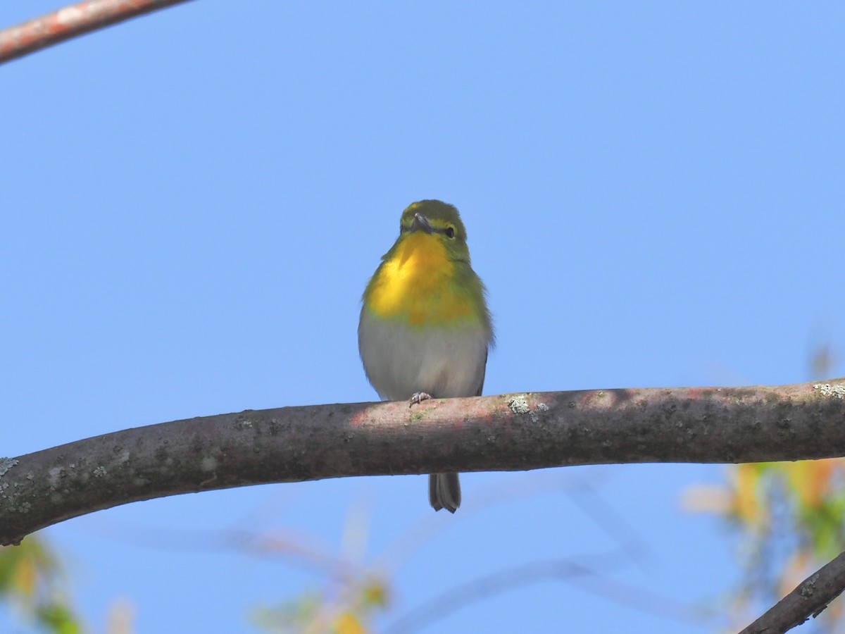 Viréo à gorge jaune - ML580071541