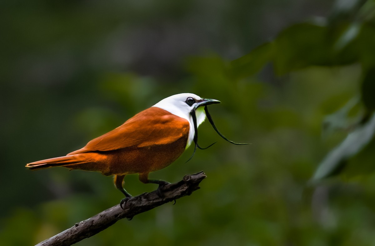 Three-wattled Bellbird - ML580072561