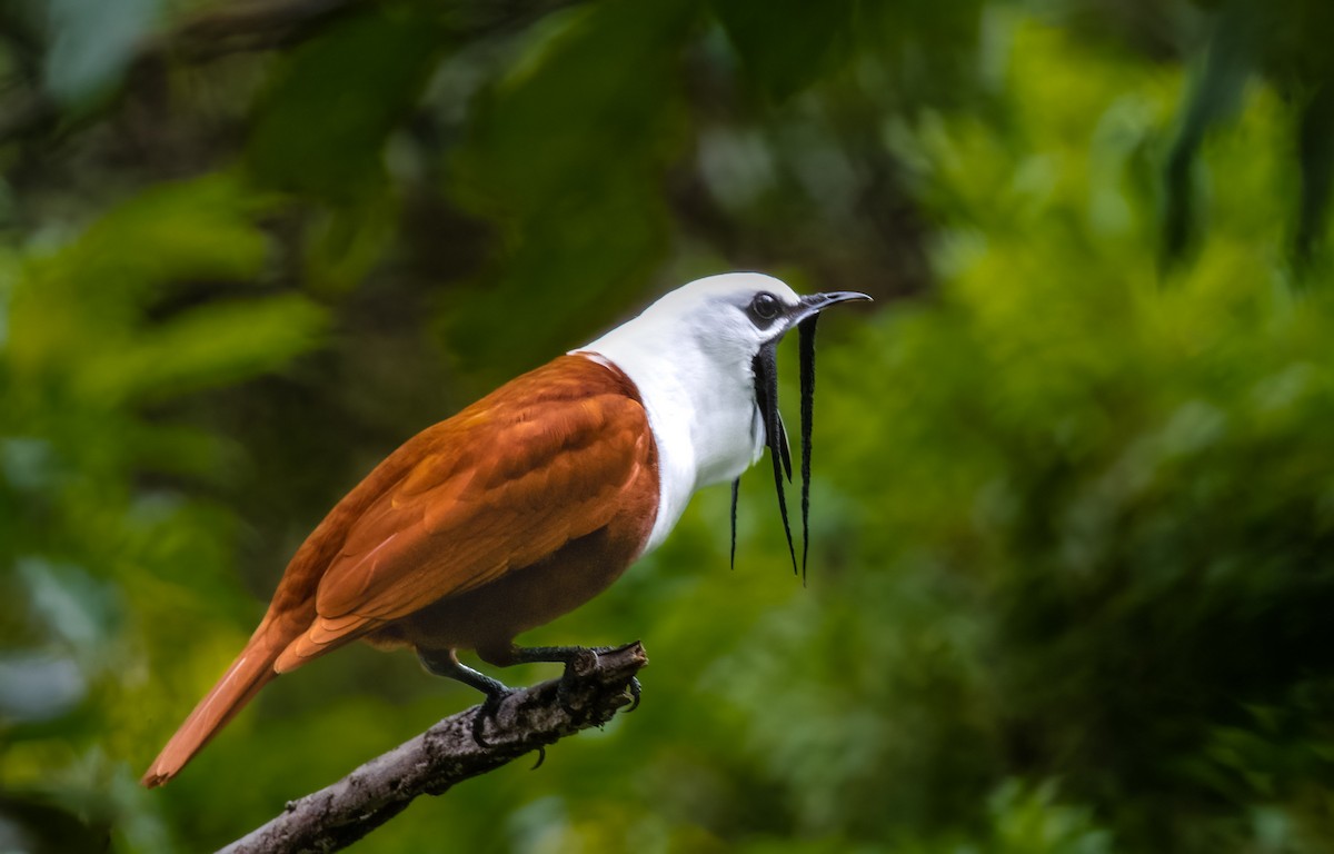 Three-wattled Bellbird - ML580072881