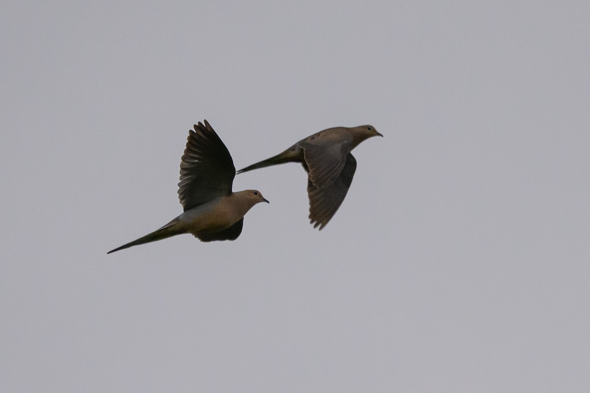 Mourning Dove - ML580073761