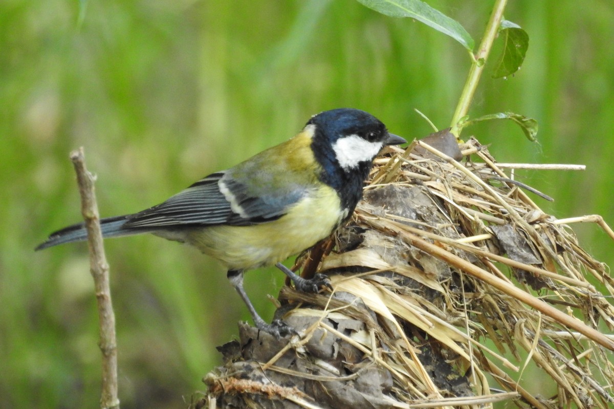 Great Tit - ML580075621