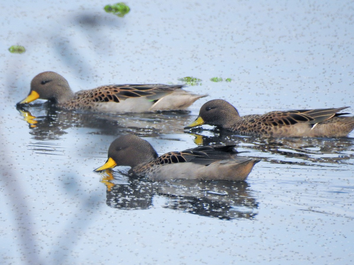 Yellow-billed Teal - ML580075841