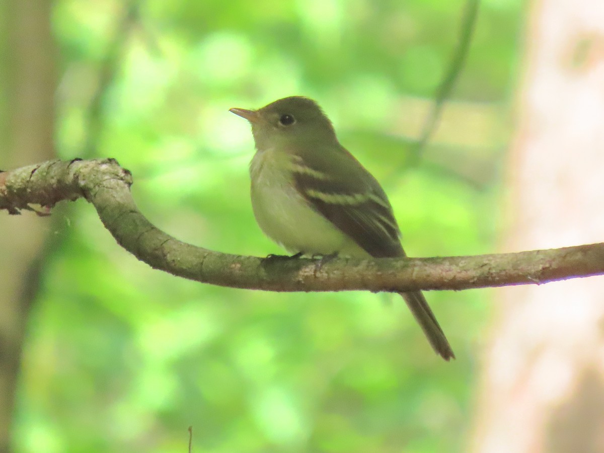 Acadian Flycatcher - ML580076621