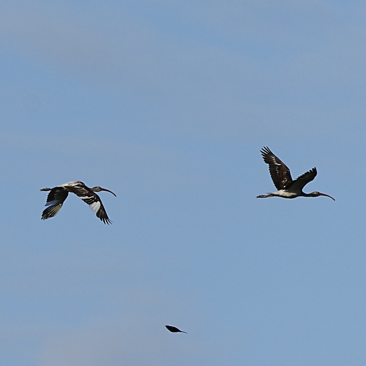 White Ibis - ML580076771