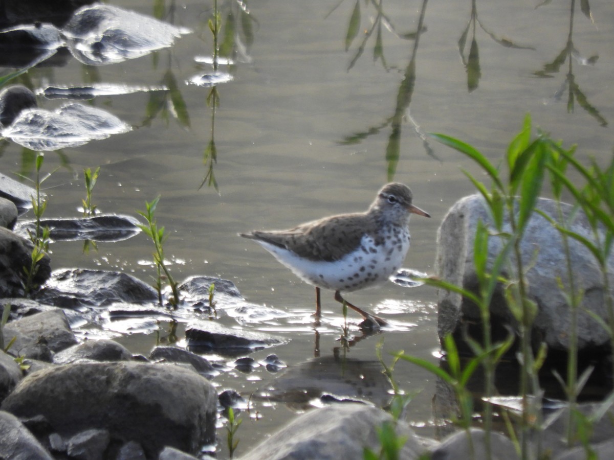 Spotted Sandpiper - ML580076911