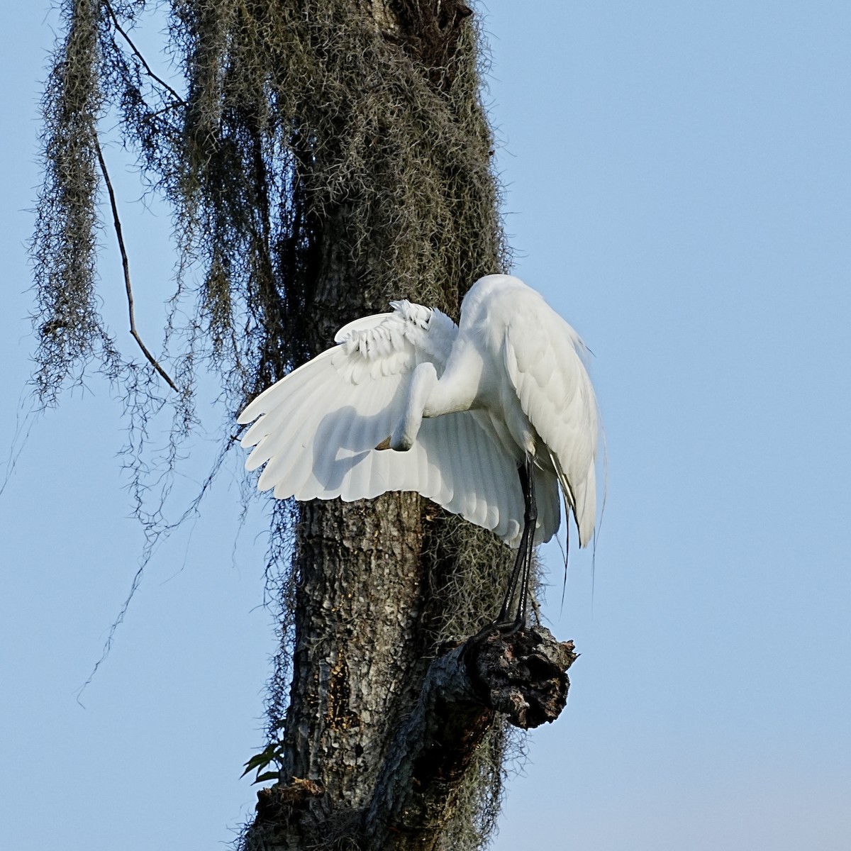 Great Egret - ML580077141