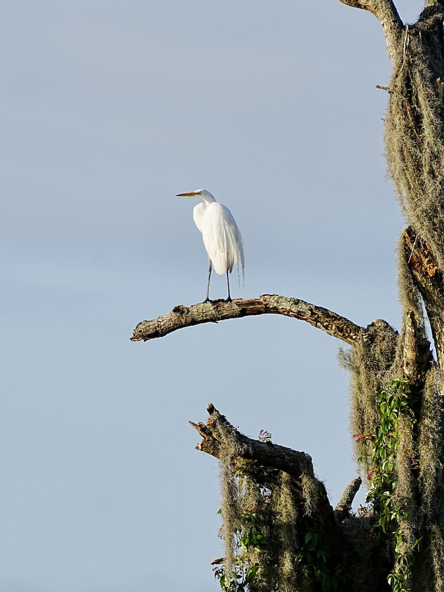 Great Egret - ML580077151