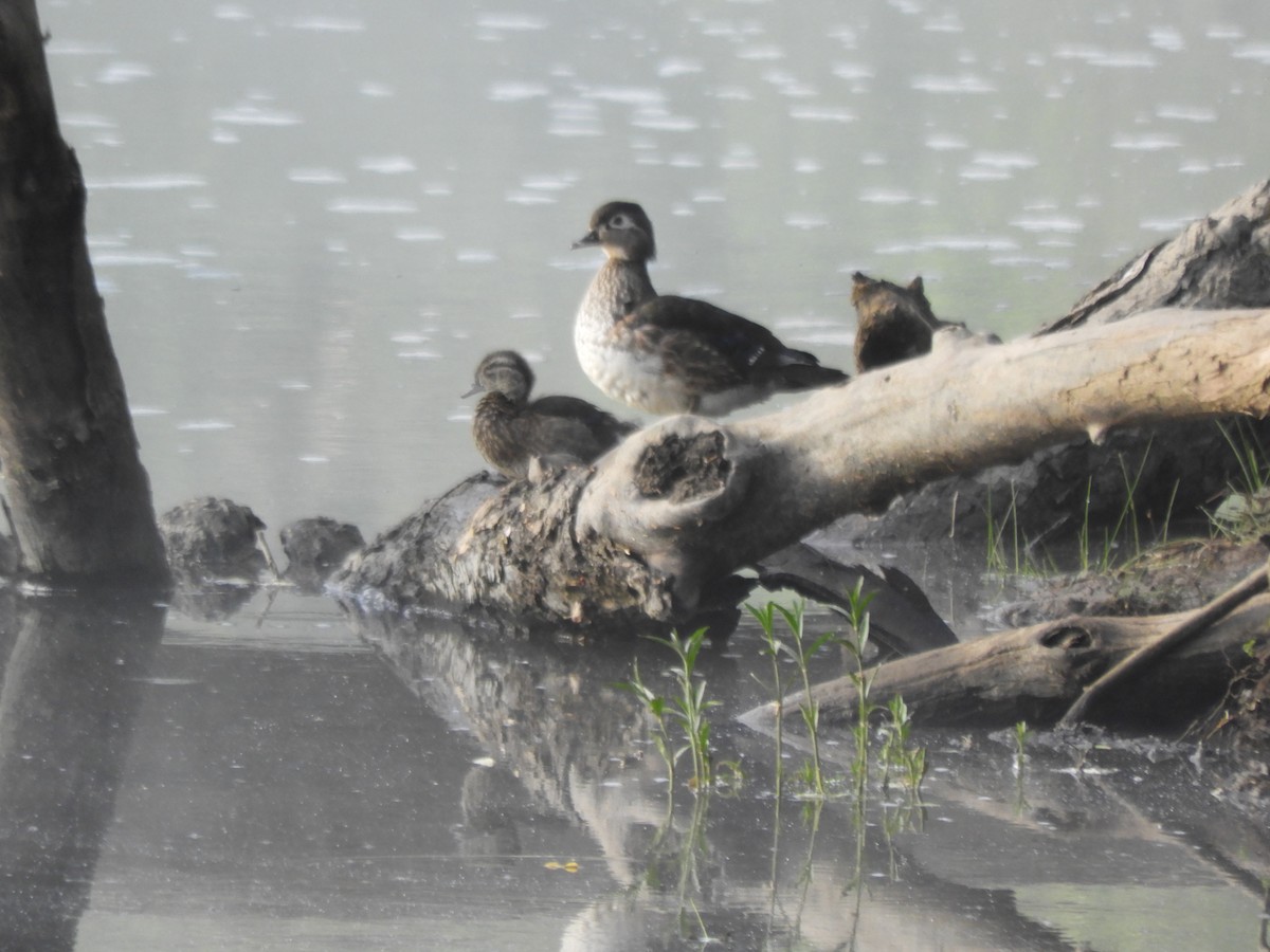 Wood Duck - ML580077361
