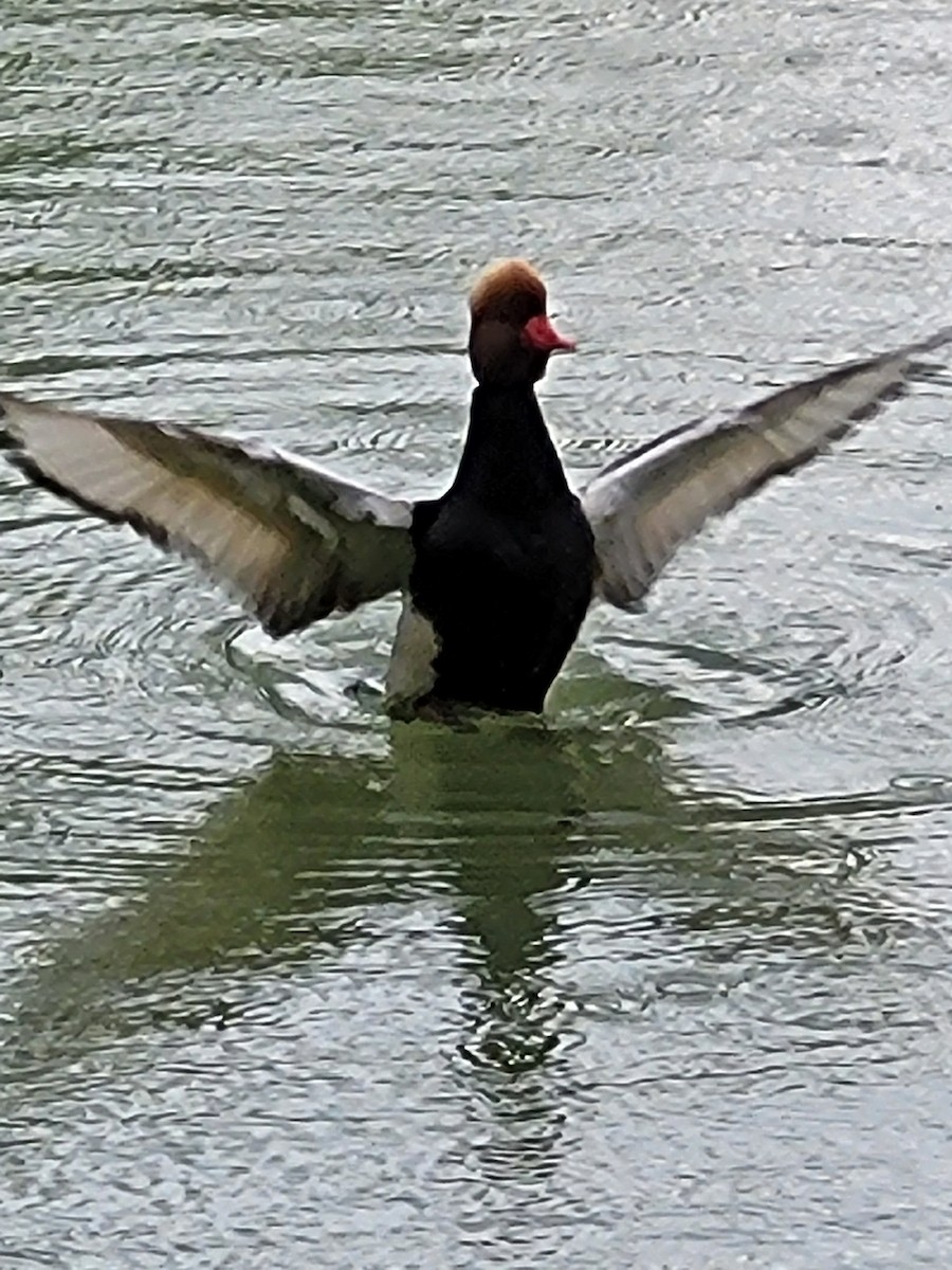 Red-crested Pochard - ML580077371