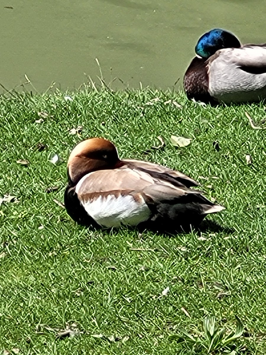 Red-crested Pochard - Mary Crickmore