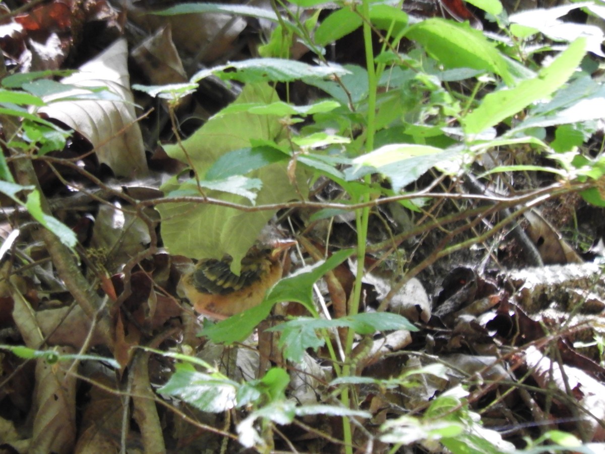 Worm-eating Warbler - ML580077711