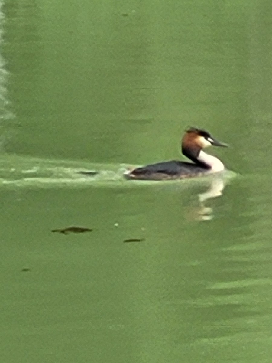 Great Crested Grebe - Mary Crickmore