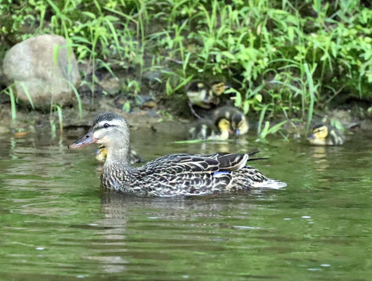 Canard colvert - ML580080301