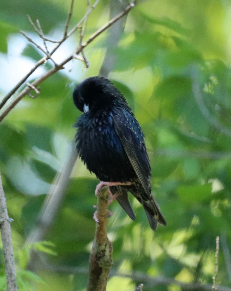 European Starling - S D