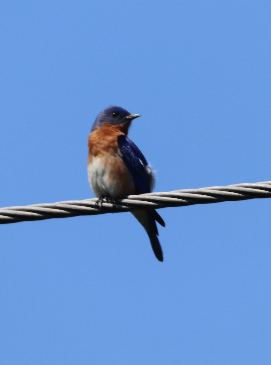 Eastern Bluebird - ML580080561