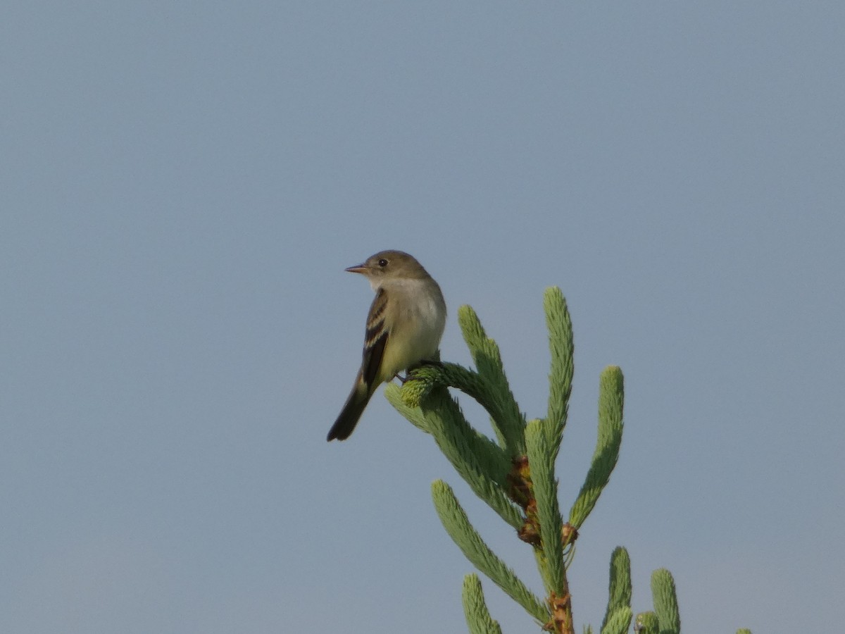 Alder Flycatcher - ML580080601