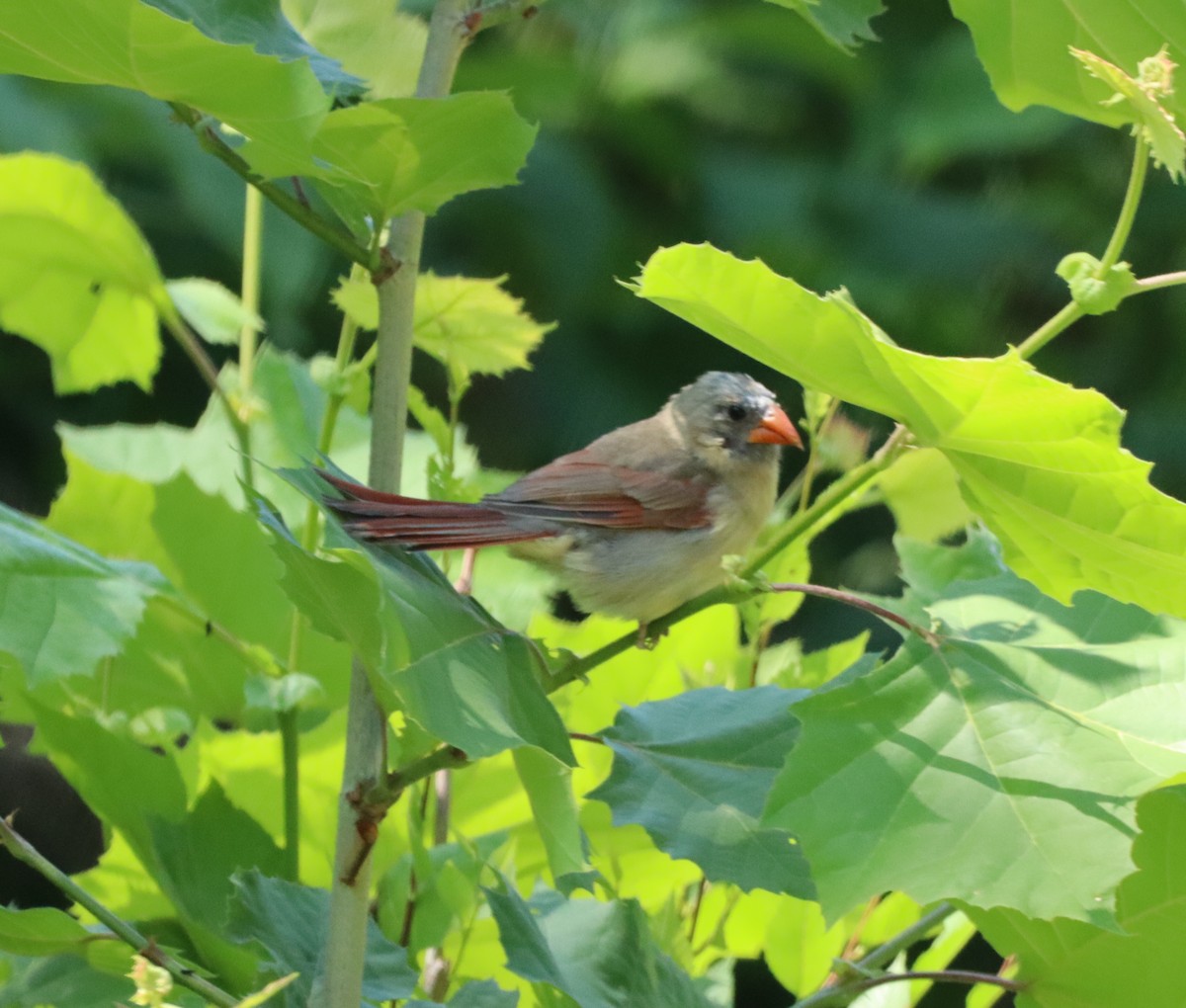 Cardinal rouge - ML580080651