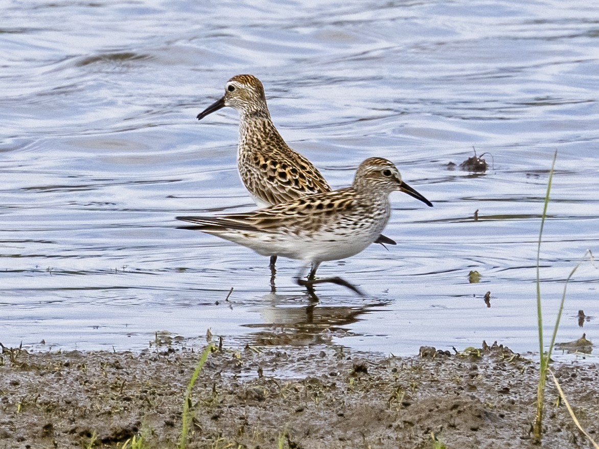 Weißbürzel-Strandläufer - ML580081971