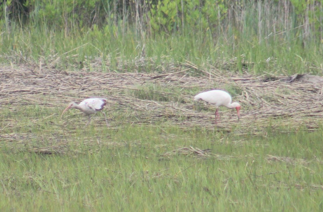 White Ibis - ML580082031