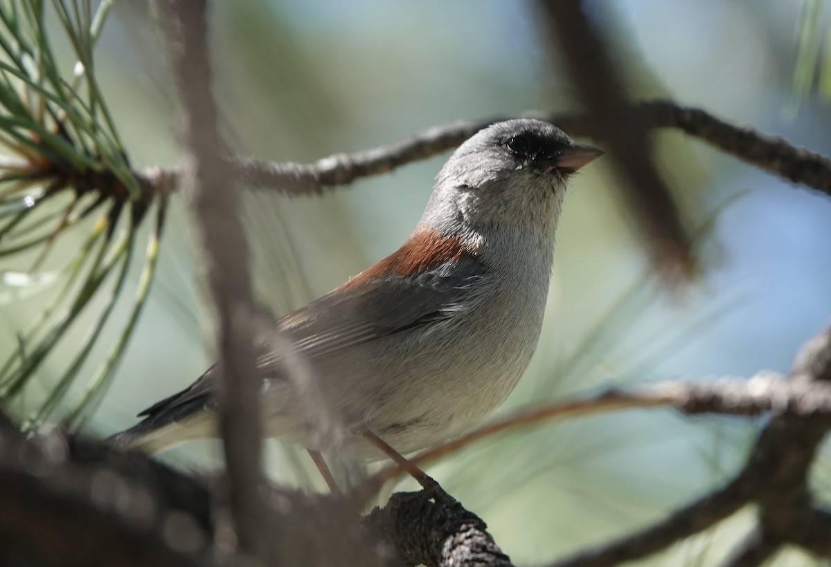 Dark-eyed Junco - ML580082821