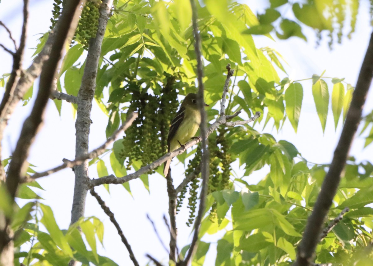 Acadian Flycatcher - ML580083201