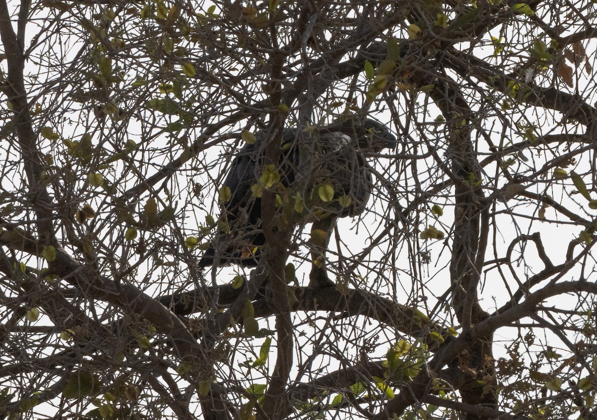 Crowned Eagle - ML580084391