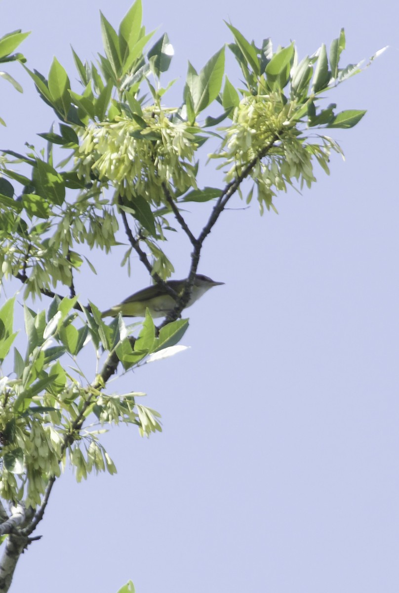 Yellow-green Vireo - ML580086541