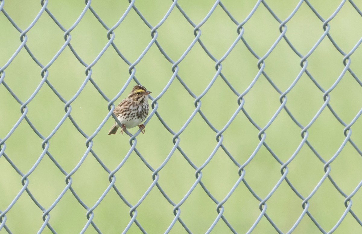 Savannah Sparrow - ML580088171