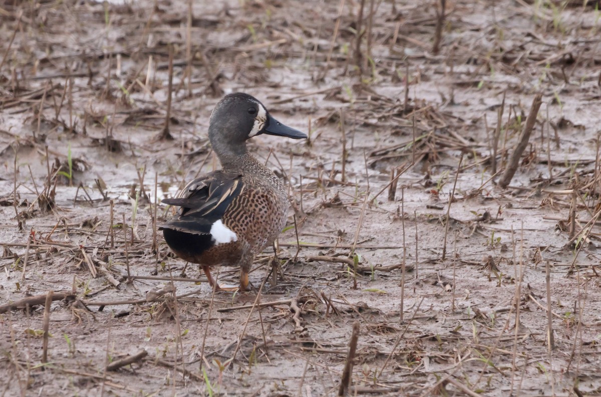 Blue-winged Teal - Sarah Morris