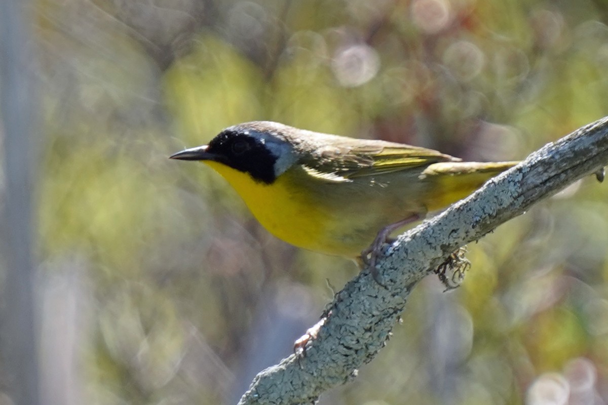 Common Yellowthroat - ML580089591