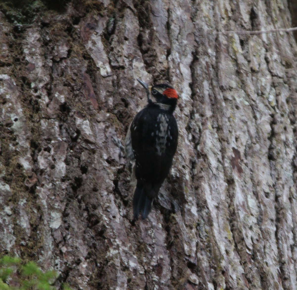 Hairy Woodpecker (Pacific) - ML580089911