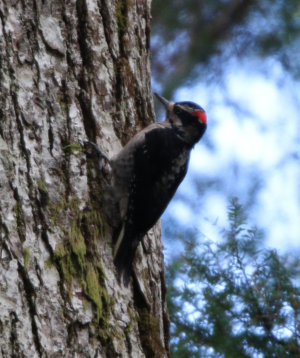 Hairy Woodpecker (Pacific) - ML580089921