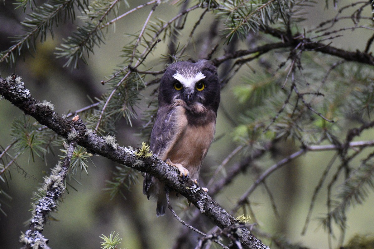 Northern Saw-whet Owl - Leeny A