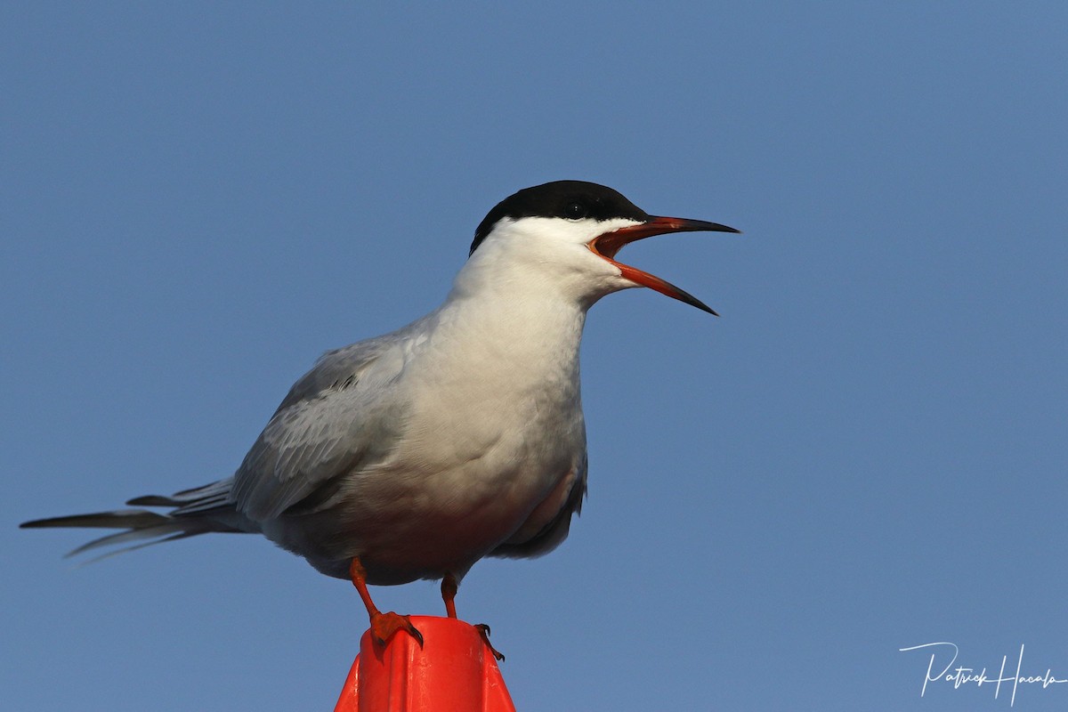 Common Tern - ML580090431
