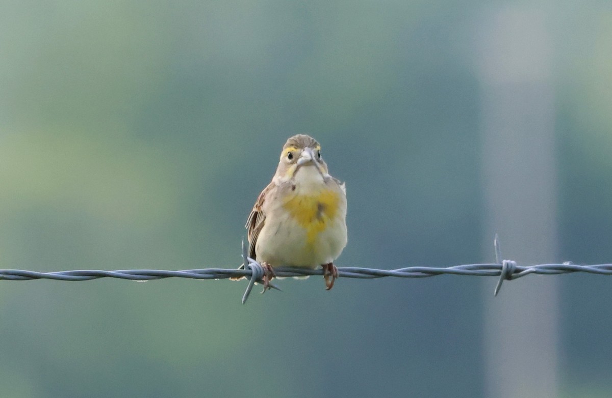 Dickcissel - ML580091081