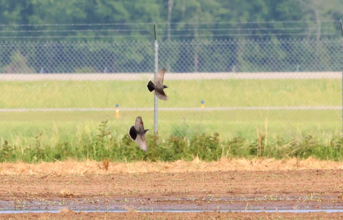 Eastern Kingbird - ML580091881