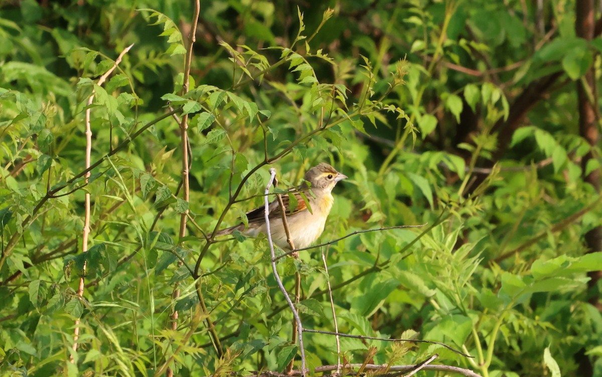 Dickcissel - ML580092251