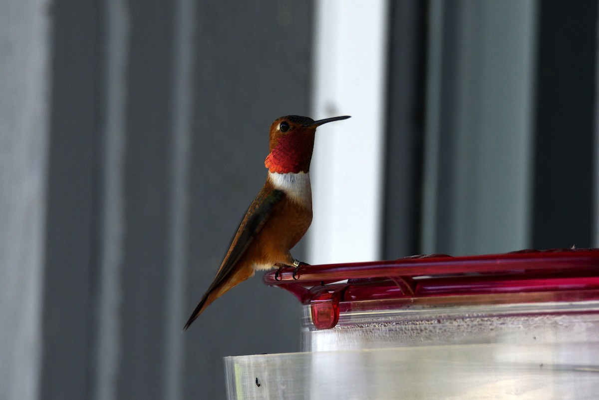 Rufous Hummingbird - Leeny A