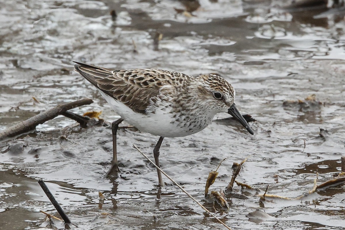 Semipalmated Sandpiper - ML580093881