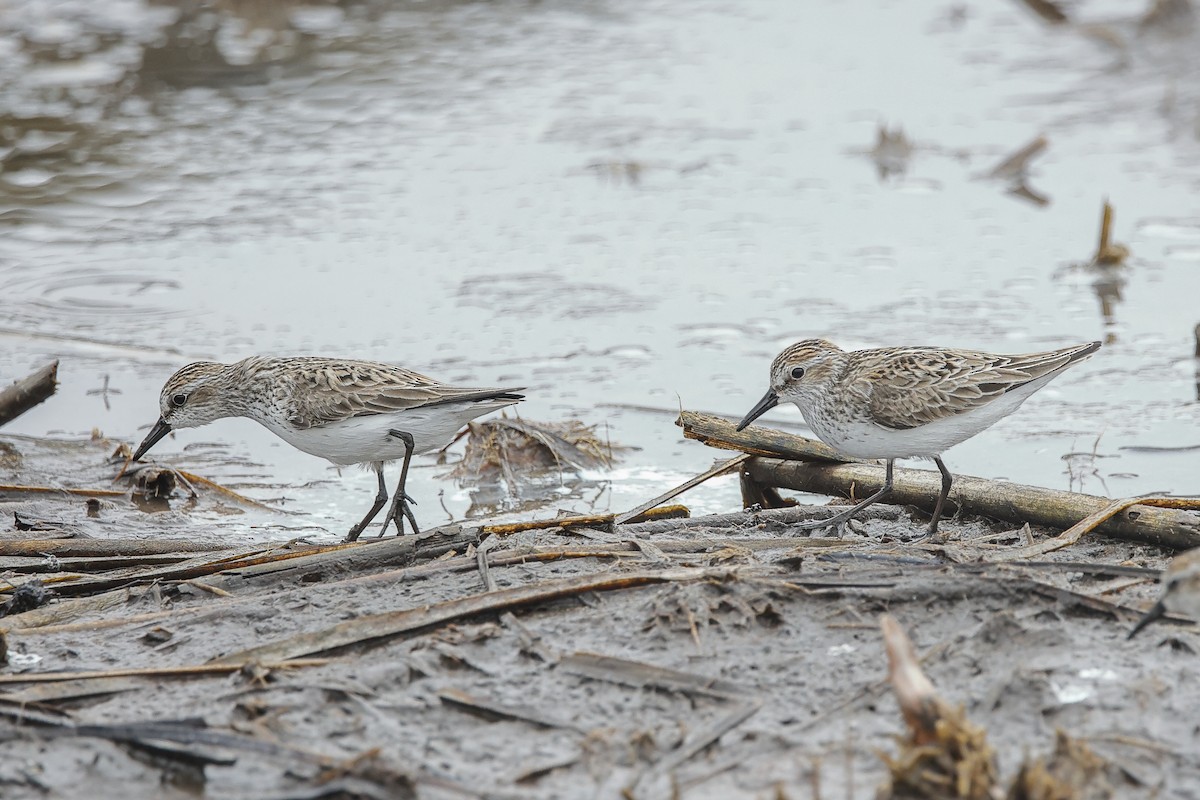 Semipalmated Sandpiper - ML580093891