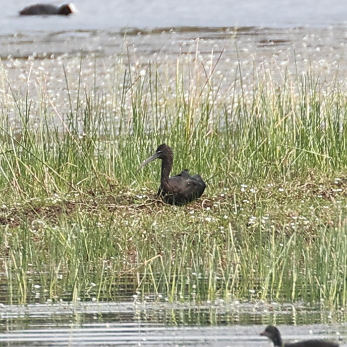 Glossy Ibis - Jaime Pires