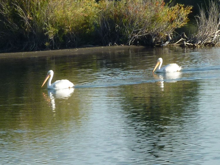 American White Pelican - ML580094621