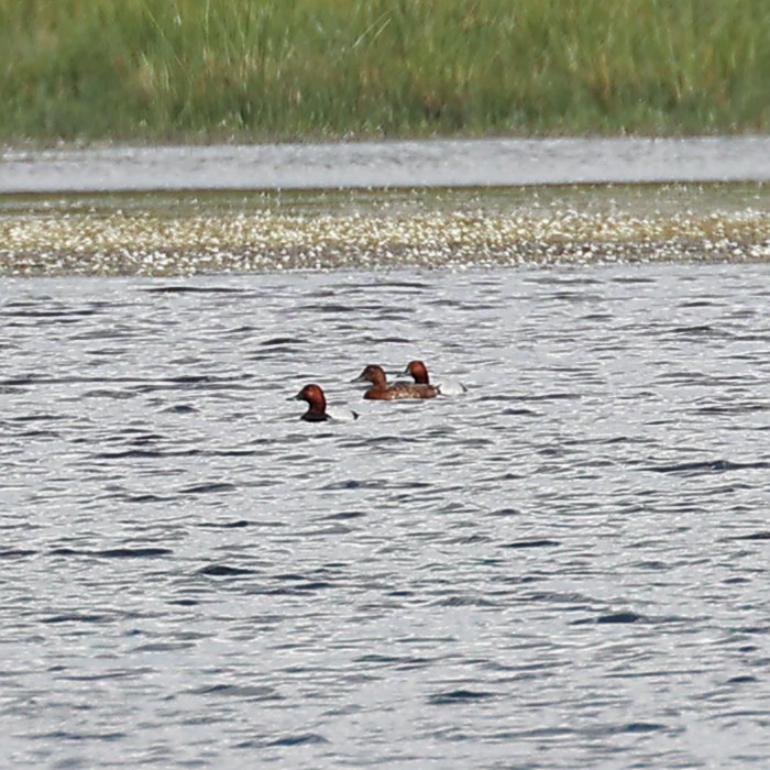 Common Pochard - ML580094821