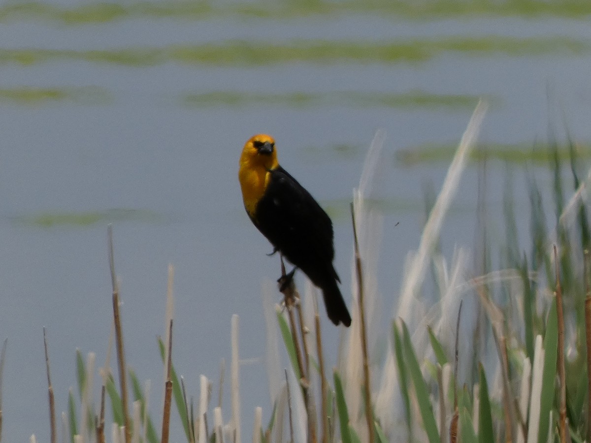 Yellow-headed Blackbird - ML580097351
