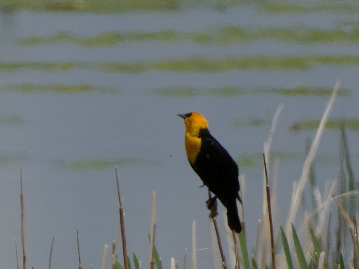 Yellow-headed Blackbird - ML580097441