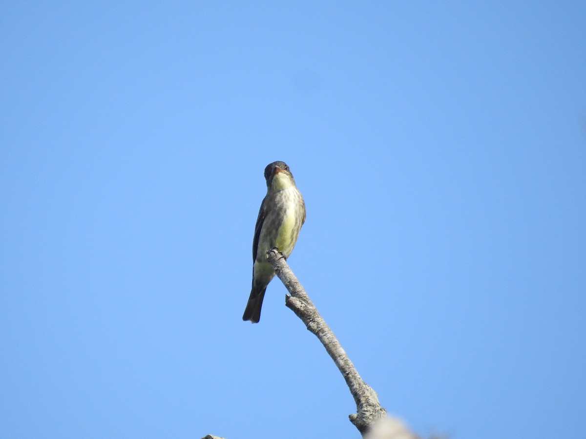 Olive-sided Flycatcher - ML580097641