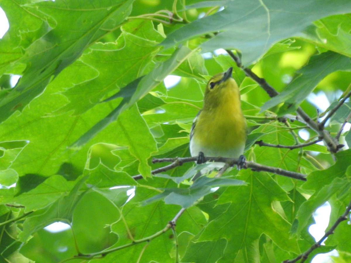 Viréo à gorge jaune - ML580097671