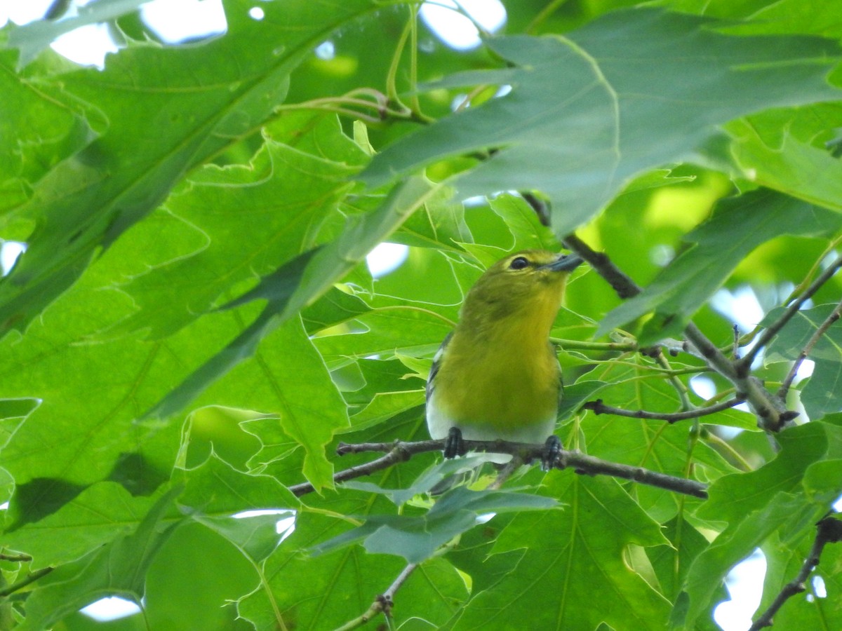 Viréo à gorge jaune - ML580097781