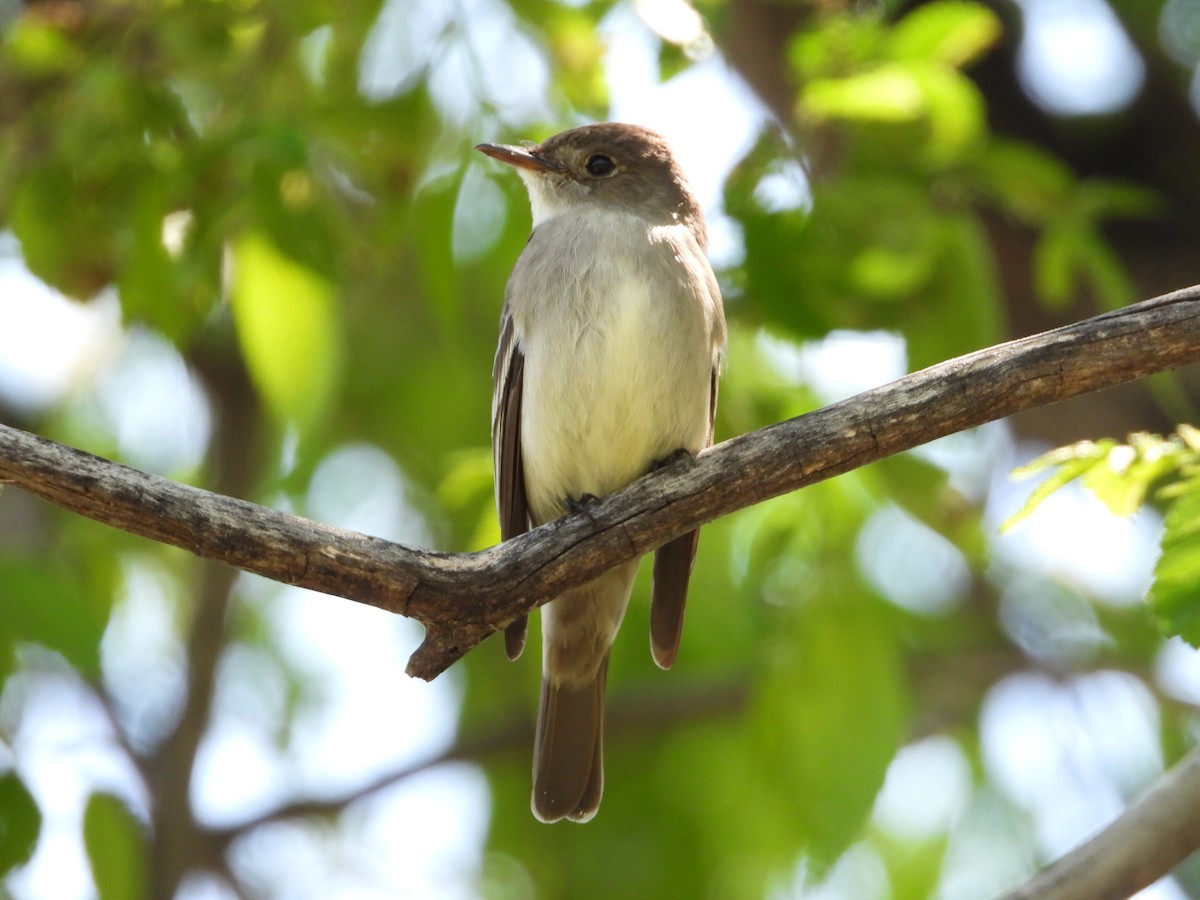 Western Wood-Pewee - ML580097941